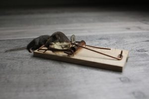 mice removal